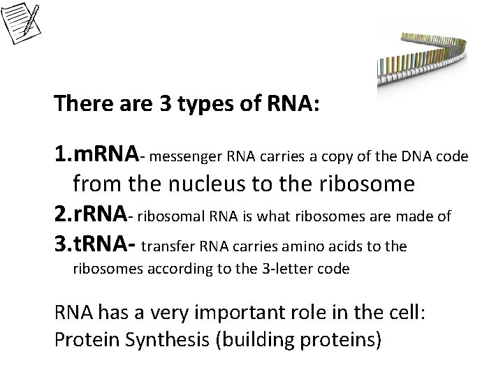 There are 3 types of RNA: 1. m. RNA- messenger RNA carries a copy