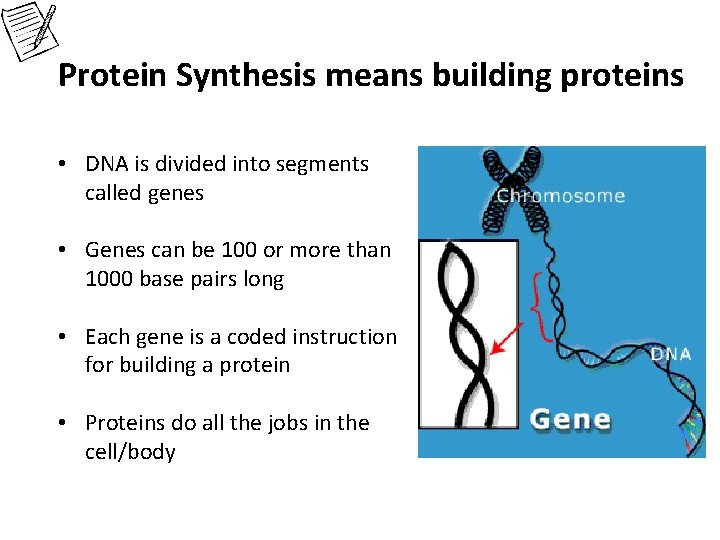 Protein Synthesis means building proteins • DNA is divided into segments called genes •