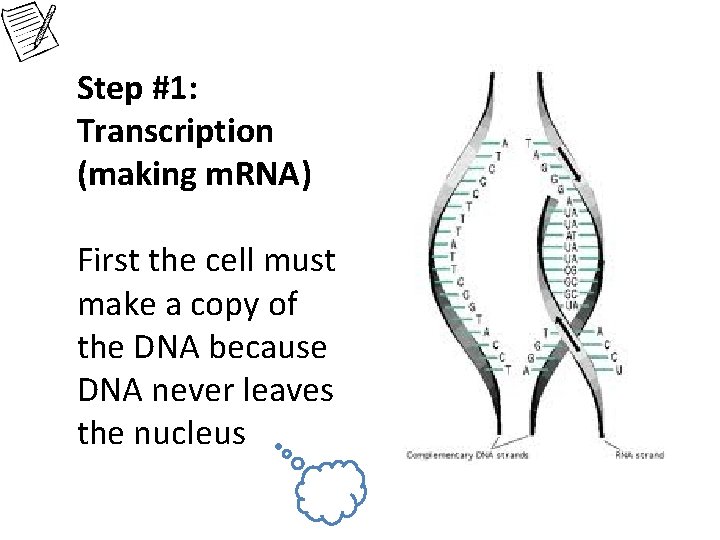 Step #1: Transcription (making m. RNA) First the cell must make a copy of