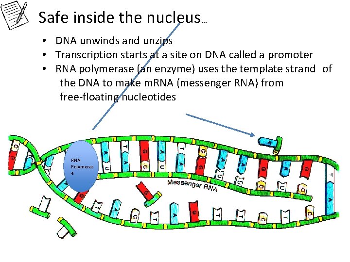 Safe inside the nucleus… • DNA unwinds and unzips • Transcription starts at a