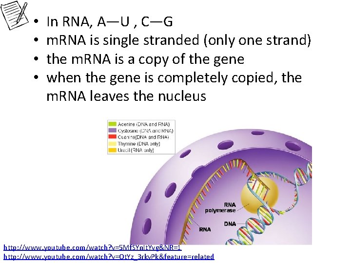  • • In RNA, A—U , C—G m. RNA is single stranded (only