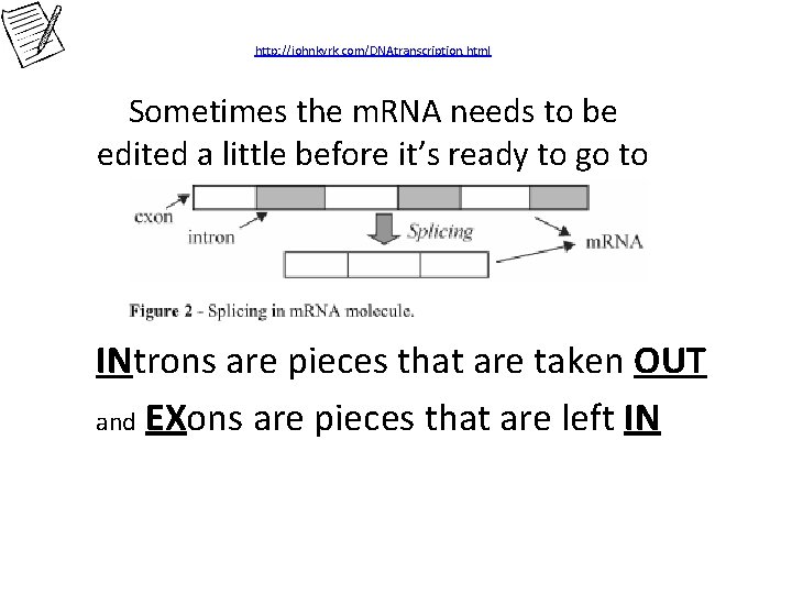 http: //johnkyrk. com/DNAtranscription. html Sometimes the m. RNA needs to be edited a little