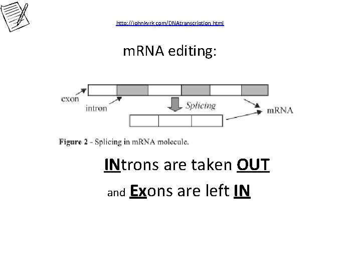 http: //johnkyrk. com/DNAtranscription. html m. RNA editing: INtrons are taken OUT and Exons are