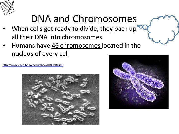 DNA and Chromosomes • When cells get ready to divide, they pack up all