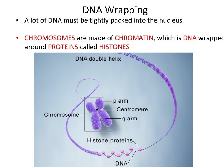 DNA Wrapping • A lot of DNA must be tightly packed into the nucleus