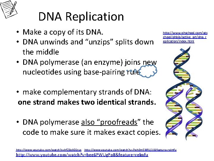 DNA Replication • Make a copy of its DNA. • DNA unwinds and “unzips”