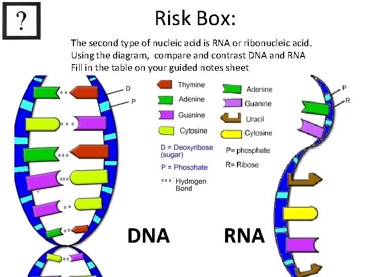 Risk Box: The second type of nucleic acid is RNA or ribonucleic acid. Using