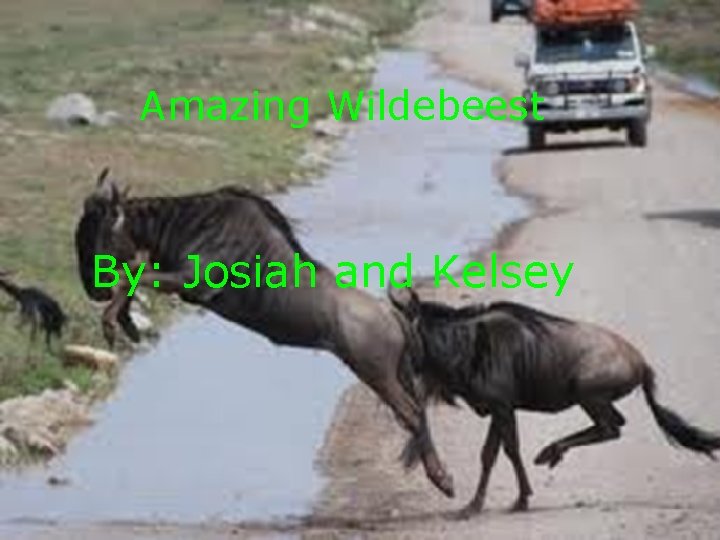 Amazing Wildebeest By: Josiah and Kelsey 