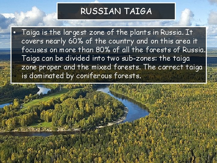 RUSSIAN TAIGA • Taiga is the largest zone of the plants in Russia. It