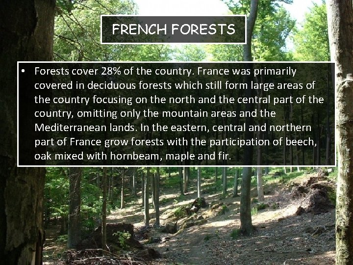 FRENCH FORESTS • Forests cover 28% of the country. France was primarily covered in