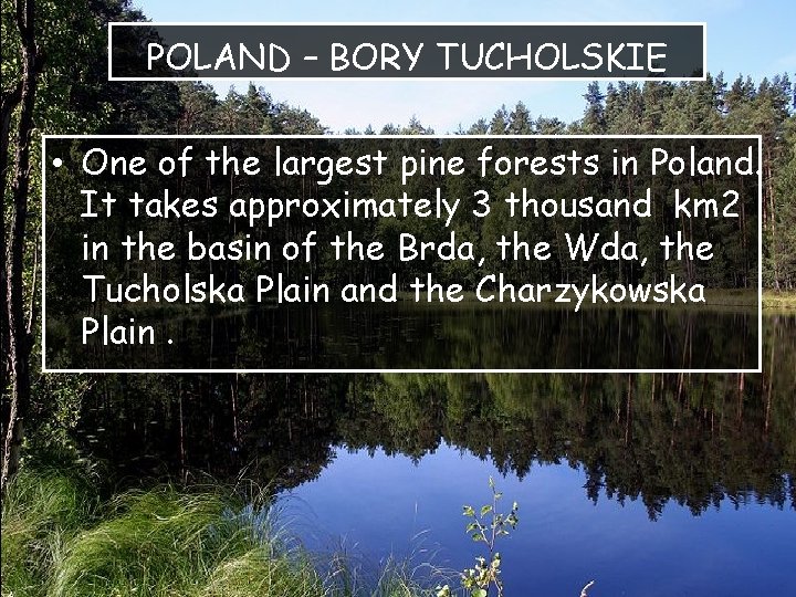 POLAND – BORY TUCHOLSKIE • One of the largest pine forests in Poland. It