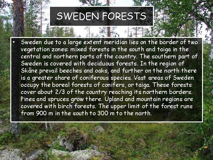 SWEDEN FORESTS • Sweden due to a large extent meridian lies on the border