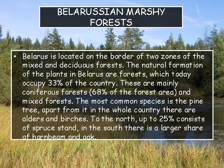 BELARUSSIAN MARSHY FORESTS • Belarus is located on the border of two zones of