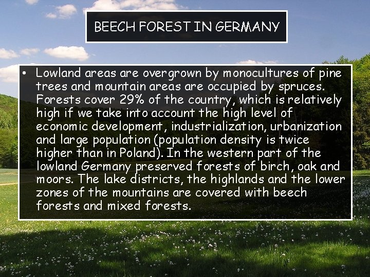 BEECH FOREST IN GERMANY • Lowland areas are overgrown by monocultures of pine trees