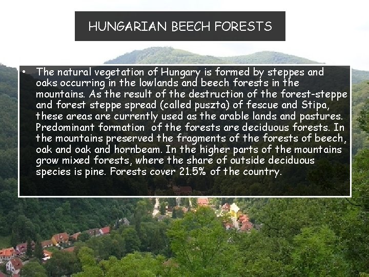 HUNGARIAN BEECH FORESTS • The natural vegetation of Hungary is formed by steppes and