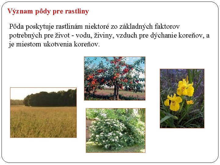 Význam pôdy pre rastliny Pôda poskytuje rastlinám niektoré zo základných faktorov potrebných pre život Význam pôdy pre rastliny Pôda poskytuje rastlinám niektoré zo základných faktorov potrebných pre život