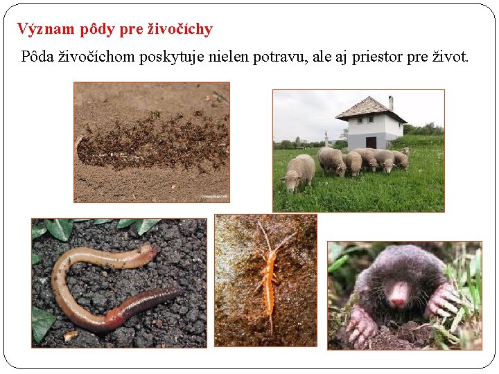 Význam pôdy pre živočíchy Pôda živočíchom poskytuje nielen potravu, ale aj priestor pre život.