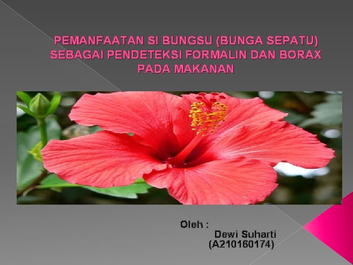 PEMANFAATAN SI BUNGSU (BUNGA SEPATU) SEBAGAI PENDETEKSI FORMALIN DAN BORAX PADA MAKANAN Oleh :