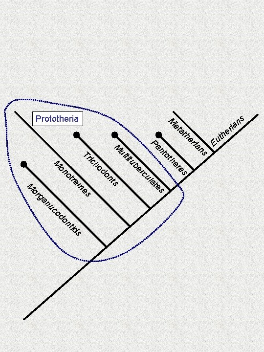 M Prototheria M et on M or ul tit ho do ot re m M Prototheria M et on M or ul tit ho do ot re m