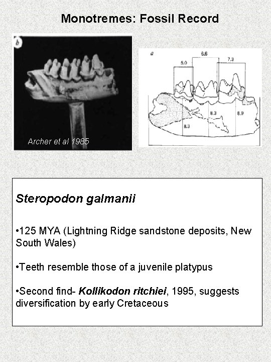 Monotremes: Fossil Record Archer et al 1985 Steropodon galmanii • 125 MYA (Lightning Ridge