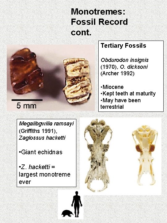 Monotremes: Fossil Record cont. Tertiary Fossils Obdurodon insignis (1970), O. dicksoni (Archer 1992) •