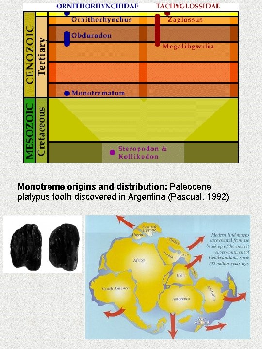 Monotreme origins and distribution: Paleocene platypus tooth discovered in Argentina (Pascual, 1992) 
