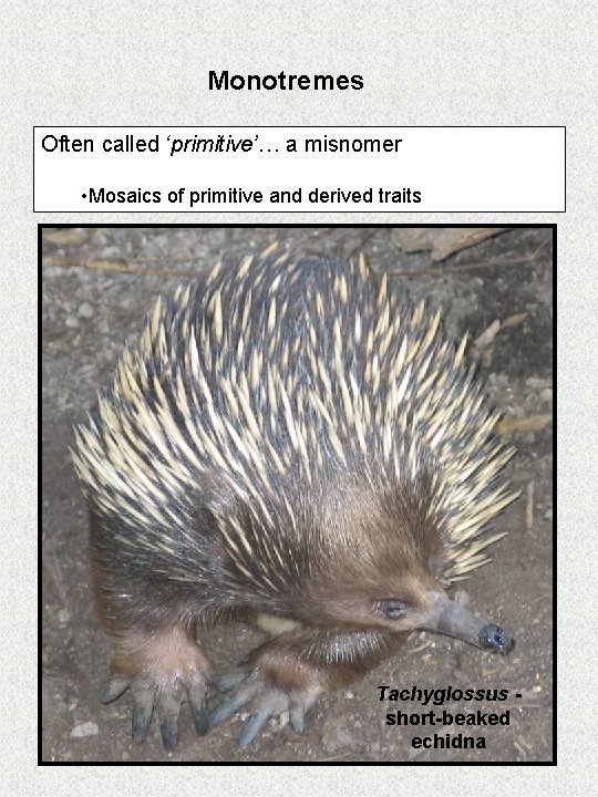 Monotremes Often called ‘primitive’… a misnomer • Mosaics of primitive and derived traits Tachyglossus