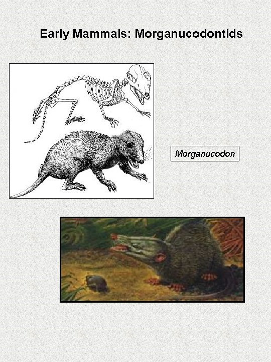 Early Mammals: Morganucodontids Morganucodon 