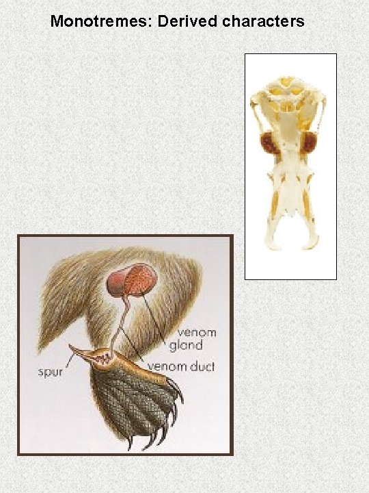 Monotremes: Derived characters Monotremes: Derived characters