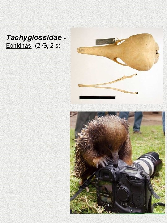 Tachyglossidae Echidnas (2 G, 2 s) Tachyglossidae Echidnas (2 G, 2 s)
