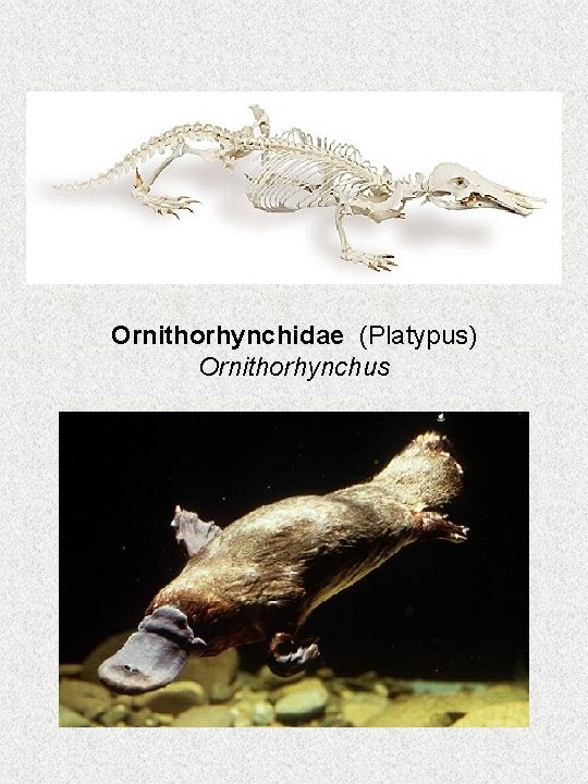 Ornithorhynchidae (Platypus) Ornithorhynchus 