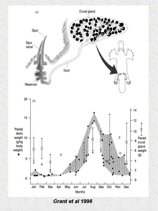 Grant et al 1998 