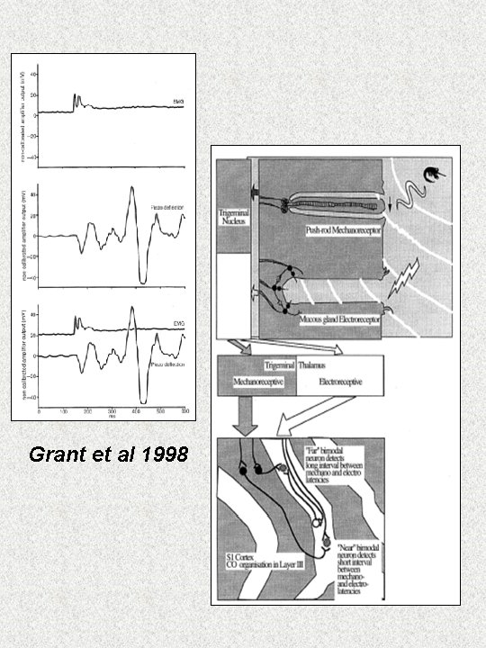 Grant et al 1998 