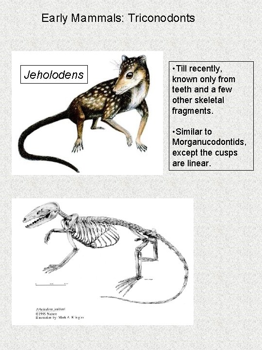 Early Mammals: Triconodonts Jeholodens • Till recently, known only from teeth and a few