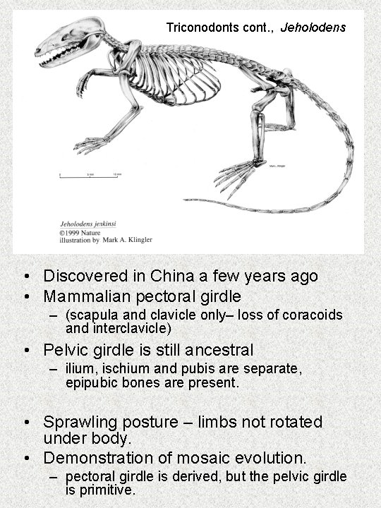 Triconodonts cont. , Jeholodens • Discovered in China a few years ago • Mammalian