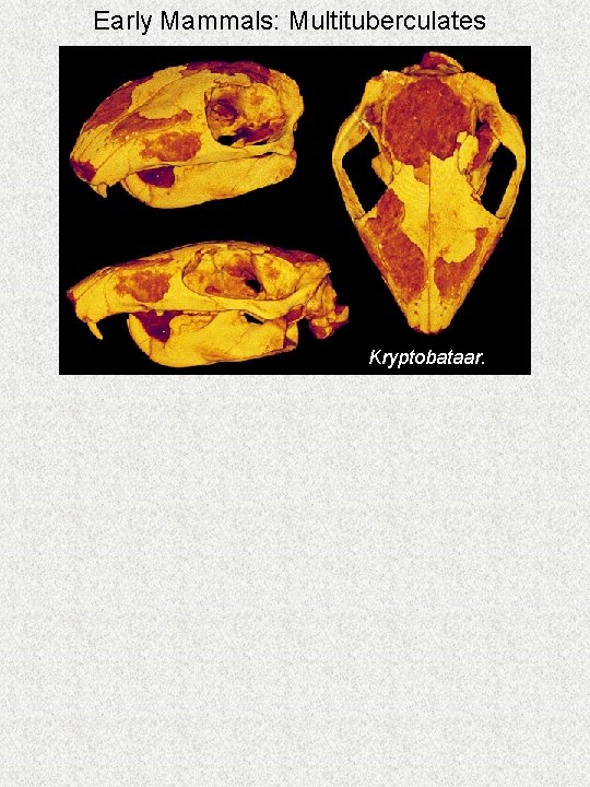 Early Mammals: Multituberculates Kryptobataar. 