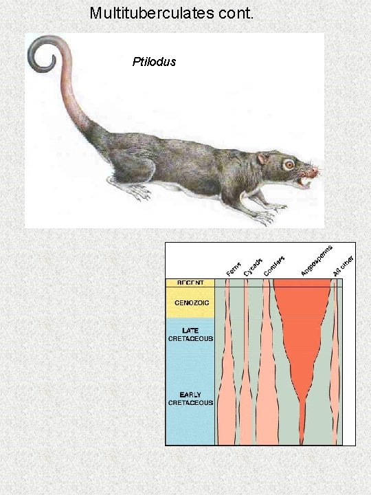 Multituberculates cont. Ptilodus 