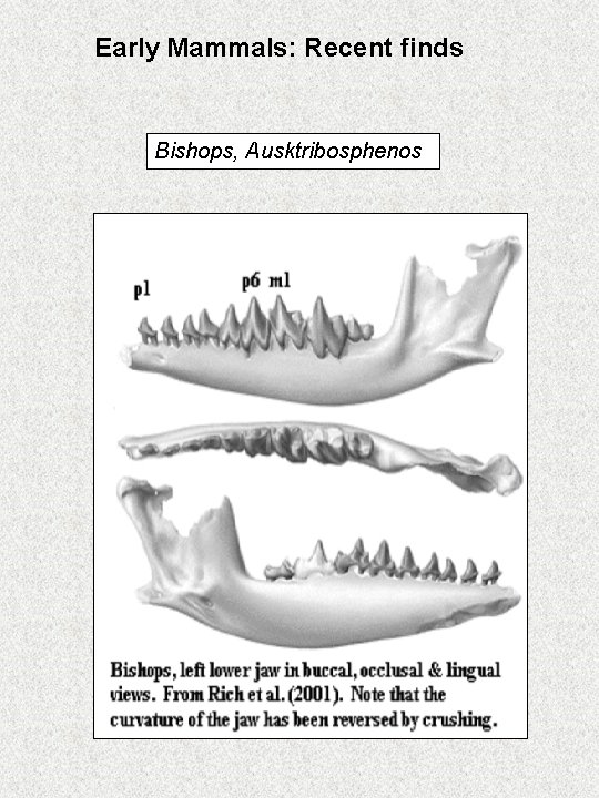 Early Mammals: Recent finds Bishops, Ausktribosphenos 