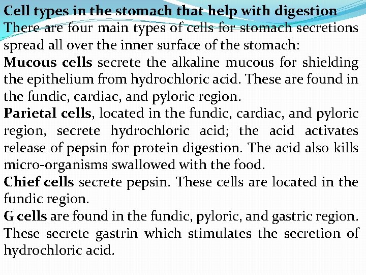 Cell types in the stomach that help with digestion There are four main types