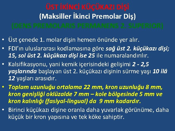 ÜST İKİNCİ KÜÇÜKAZI DİŞİ (Maksiller İkinci Premolar Diş) (DENS PREMOLARIS PERMANENS 2. SUPERIOR) •