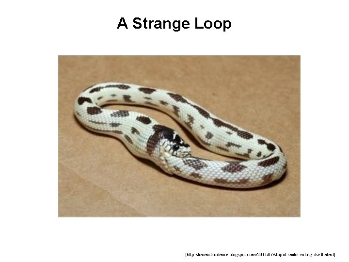A Strange Loop [http: //animalsiadmire. blogspot. com/2011/07/stupid-snake-eating-itself. html] 