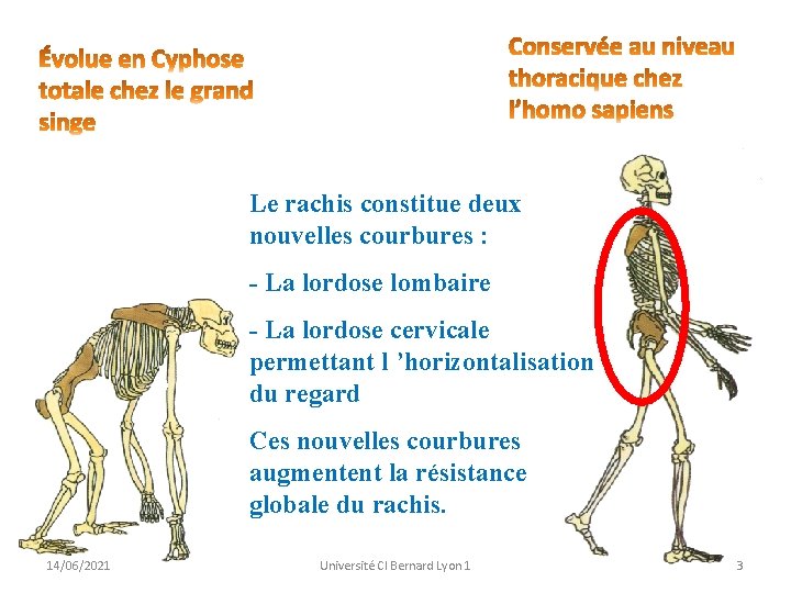 Le rachis constitue deux nouvelles courbures : - La lordose lombaire - La lordose