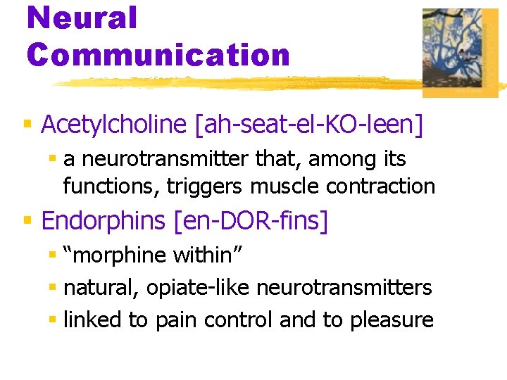 Neural Communication § Acetylcholine [ah-seat-el-KO-leen] § a neurotransmitter that, among its functions, triggers muscle