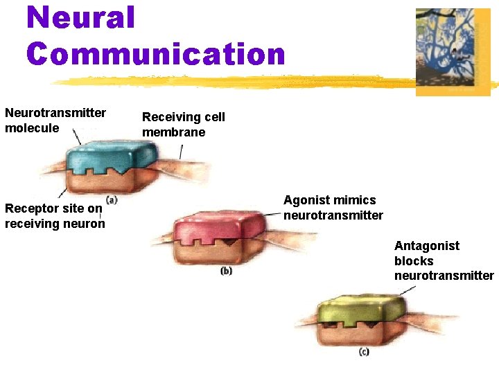 Neural Communication Neurotransmitter molecule Receptor site on receiving neuron Receiving cell membrane Agonist mimics