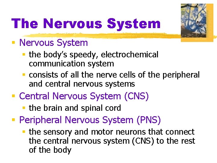 The Nervous System § the body’s speedy, electrochemical communication system § consists of all