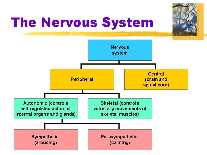 The Nervous System Nervous system Central (brain and spinal cord) Peripheral Autonomic (controls self-regulated