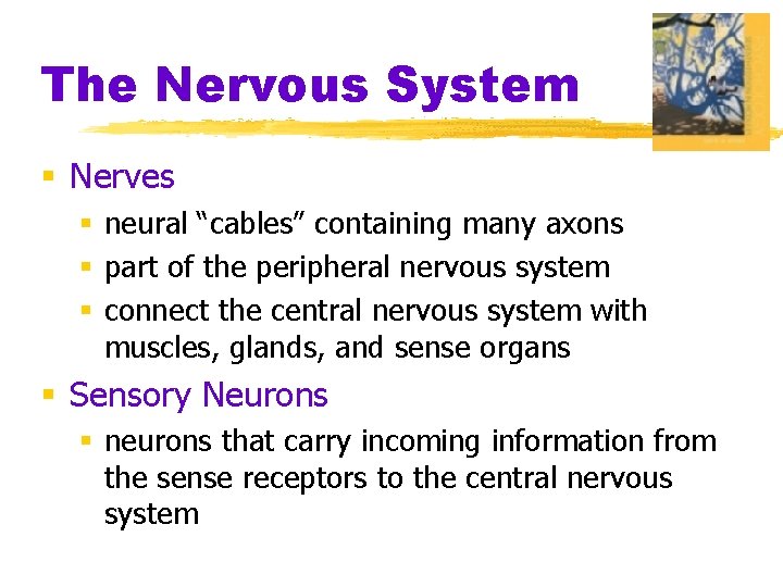 The Nervous System § Nerves § neural “cables” containing many axons § part of