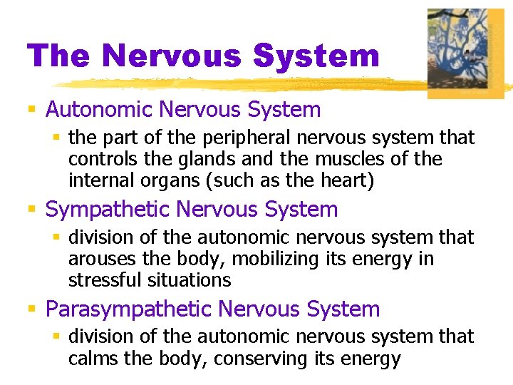 The Nervous System § Autonomic Nervous System § the part of the peripheral nervous