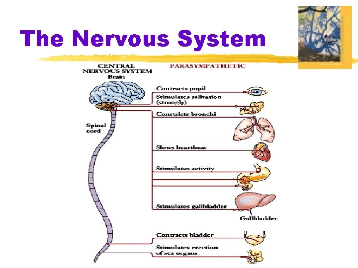 The Nervous System 