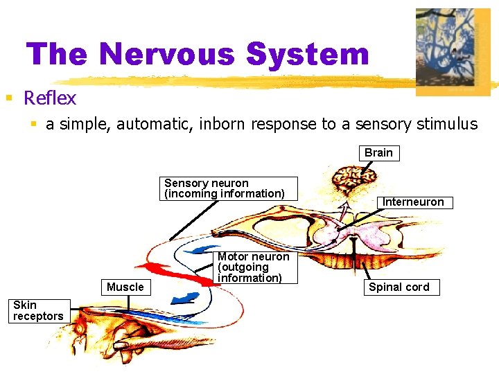 The Nervous System § Reflex § a simple, automatic, inborn response to a sensory